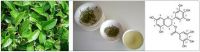 High Purity Green Tea Polyphenols Extract Ã¢ï¿½ï¿½ Ã¢ï¿½Â¥98%, EGCG, OEM Available