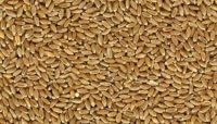 Natural Fruit Flavor Granules Ã¢ï¿½ï¿½ Food Grade, OEM Packaging Available