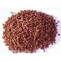 Food Grade Chewing Gum Emulsifier Ã¢ï¿½ï¿½ Bulk Supply & OEM Available