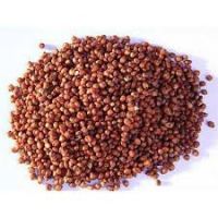 Premium Grade A Red Sorghum Grain Ã¢ï¿½ï¿½ Bulk Supply, OEM Packaging Available