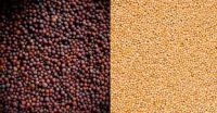 Premium Yellow, Brown & Black Mustard Seeds Ã¢ï¿½ï¿½ Bulk Exporter with OEM Packaging