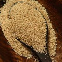Premium Grade A Poppy Seeds Ã¢ï¿½ï¿½ Bulk Supply with OEM Packaging