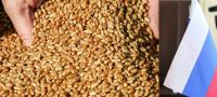 Milling wheat FOB Black sea