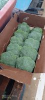 FRESH BROCCOLI