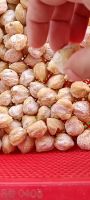 Candlenut (Aleurites Moluccanus)