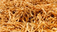 Cordyceps military fruiting body