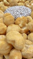 Lion's Mane (Hericium erinaceus)