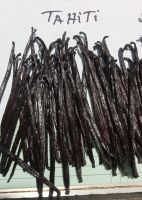 vanilla tahitensis
