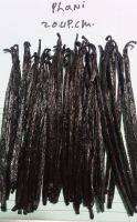 vanilla planifolia