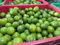 Vietnam Seedless Lemon