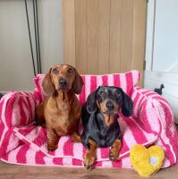 Luxury Lamb Fleece Dog Sofa - Orthopedic Base Blush Pink Strip (M/L/XL/XXL) | MOQ 50 | Free Samples
