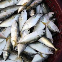 Frozen  Indian Mackerel fish