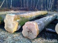 Ash Logs