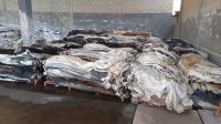 Wet Salted Cow Hides and Dry Cow Hides from Brazil