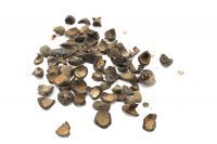 Palm Kern shells
