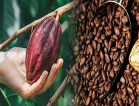 Cocoa Mass (Cocoa Liquor / Cacao Mass)