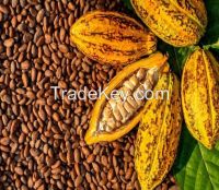 Cocoa Beans (Fermented & Dried Cacao Beans)