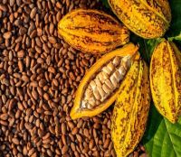 Cocoa Nibs (Roasted & Crushed Cacao Beans)