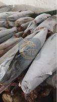 Frozen Marlin Fish