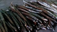 Indonesian Gourmet Vanilla Planifolia Beans