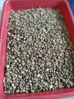 GREEN COFFEE BEANS SUMATRA INDONESIA