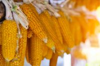 Brazilian Corn NON-GMO