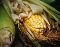 Brazilian Corn GMO