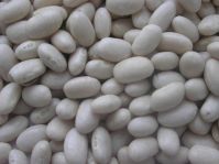 White kidney bean