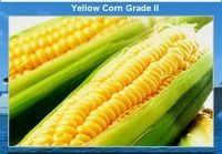 Yellow Corn Grade 2