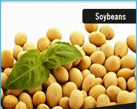 Soybeans seeds and soy Meal
