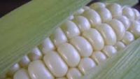 White Maize GMO, NON GMO
