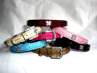 pet collars