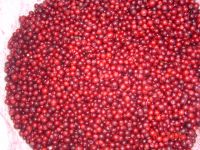 Lingonberry