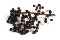 IQF elderberry