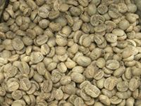 https://www.tradekey.com/product_view/Export-Green-Coffee-Beans-Green-Coffee-Bean-Importer-Green-Coffee-Beans-Buyer-Buy-Green-Coffee-Beans-Green-Coffee-Bean-Wholesaler-Green-Coffee-Bean-Manufacturer-Best-Green-Coffee-Bean-Exporter-Low-Price-Green-Coffee-Beans-Best-Quality-Gre-490269.html