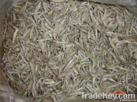 dried anchovy