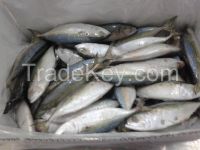 frozen Indian mackerel