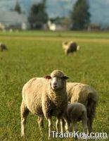 sheep feed importers,sheep feed buyers,sheep feed importer,buy sheep feed,sheep feed buyer,import sheep feed,sheep feed suppliers