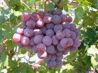 Grape seed extract