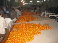 ORANGES MANDARINS (KINOO)