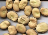 https://jp.tradekey.com/product_view/Broad-Bean-536079.html