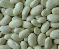 White kidney bean