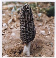 Yellow Morel