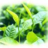 Green Tea Extracts Polyphenols Capsules and Instant Green Tea powder