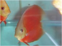 Symphysodon discus