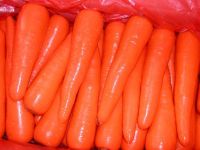 https://fr.tradekey.com/product_view/Carrots-737257.html