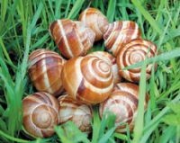 grapevine edible  snail (Helix pomatia)