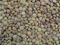 GREEN LENTILS