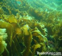 Kelp Extract    fucoxanthin / fucoidan