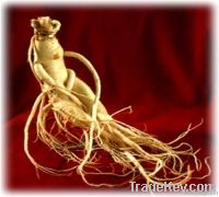 American Ginseng Extract